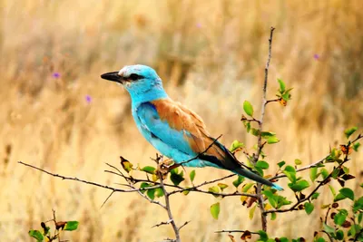 Птахи. Birds Олена Забара купити у ВСЛ