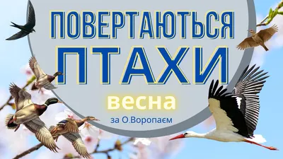 До Луцька повернулися перші співочі птахи - зяблики. Фото