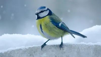 Сфотографуй птаха й отримай подарунок. Рівненський природний заповідник  оголошує фотоконкурс – Сарни