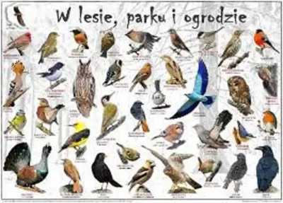 Польські птахи зустрічаються в лісі, парку та саду - онлайн пазл