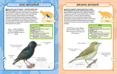 Птахи у кадрі: найкращі фото Рівненської, Тернопільської і Одеської  областей – Вікі любить Землю