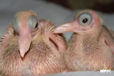 Барнаульский зоопарк показал, как выглядят птенцы голубей | Вечерний Барнаул