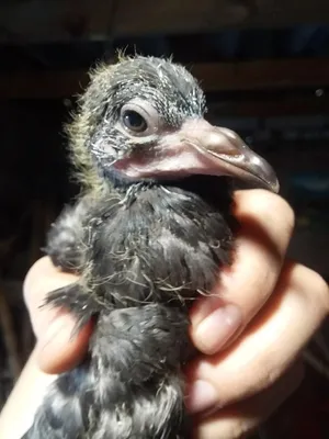Pigeon chicks from birth to month + English subtitles - YouTube