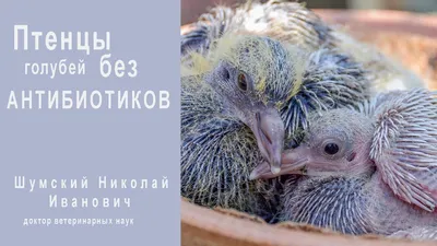 Птенцы голубей без антибиотиков: Часть 1 - Специфическая профилактика -  YouTube