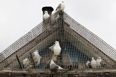 У жительницы Оленегорска на балконе поселились птенцы голубей - 