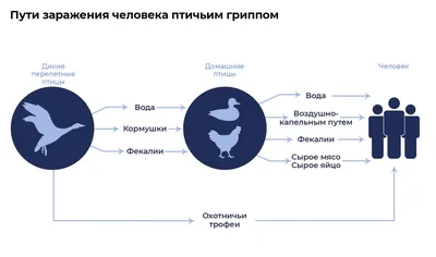 Убивает миллионами. Чем опасна вспышка птичьего гриппа - РИА Новости,  