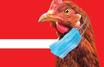 Как проявляется птичий грипп у кур, и опасен ли он для человека