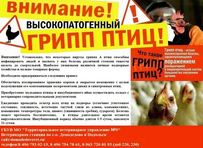 Осторожно птичий грипп и африканская чума свиней! | Городской округ  Домодедово