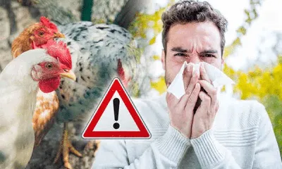 Птичий грипп может превратиться в кошачий – профессор / Статья