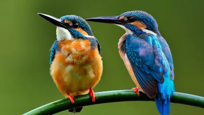 Обои для телефона 🤙 | Рисунок птиц, Рисунки животных, Фотографии птиц