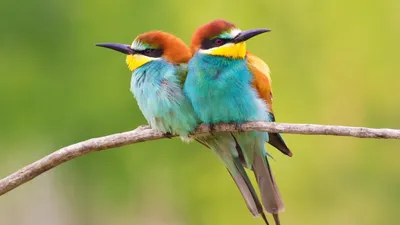 Какие перышки, какой носок: самые красивые птицы Воронежской области - 