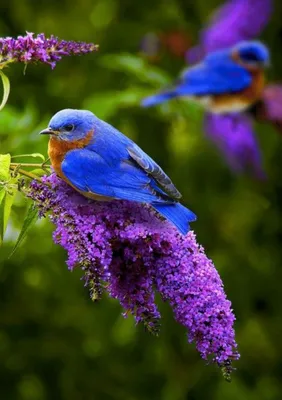 Замечательные и очень красивые птицы!. Обсуждение на LiveInternet -  Российский Сервис Онлайн-Дневников
