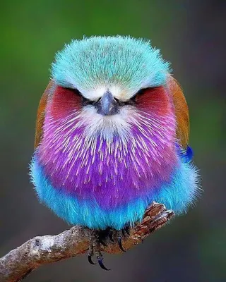 Красивые птички - красивые фото