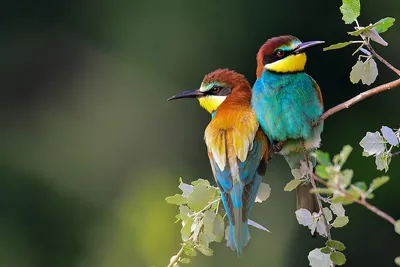 Пазл красивые птички - разгадать онлайн из раздела "Животные" бесплатно