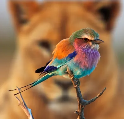 Фотография | Разноцветные птицы, Красивые птицы, Фотографии животных