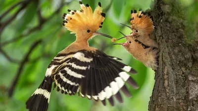 Птички | Красивые птицы, Экзотические птицы, Дикая птица