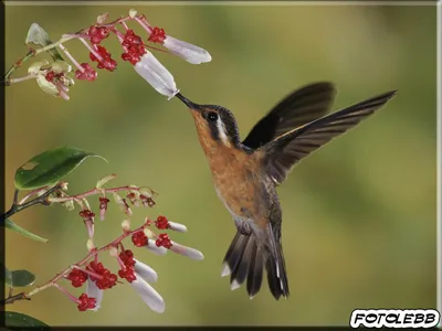 Птицы картинки,красивые картинки птиц