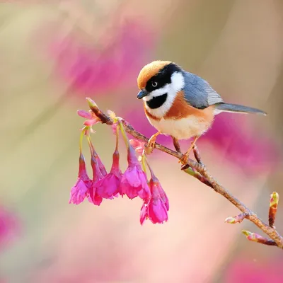 Красивые птички - фото и картинки: 70 штук