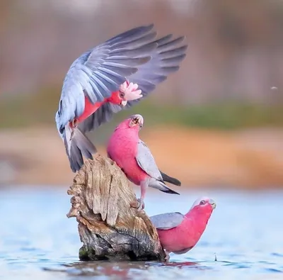 Обои Цветочки, Birds, Птички картинки на рабочий стол, раздел животные -  скачать