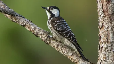 Фотокаталог птиц: Средний пёстрый дятел (Dendrocopos medius)