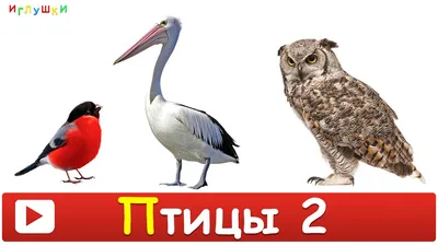 Конспект занятия по окружающему миру «Домашние птицы» для детей 4–5 лет. Ко  Дню домашних птиц на МAAM (5 фото). Воспитателям детских садов, школьным  учителям и педагогам - Маам.ру