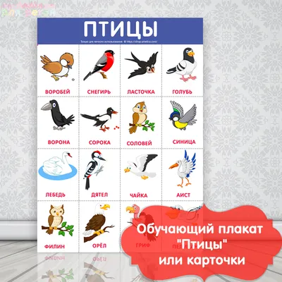 Карточки "Птицы" | Картинки домашних животных, Птицы, Природоведение