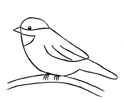 Рисунок птицы карандашом для детей - 94 фото