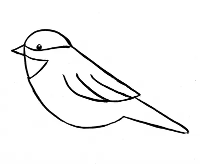 Рисунки красивых птиц для срисовки - 40 фото