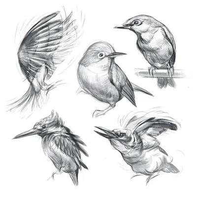 Птицы срисовать (46 фото) - красивые фото и картинки 
