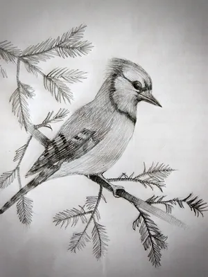 Птиц карандашом картинки