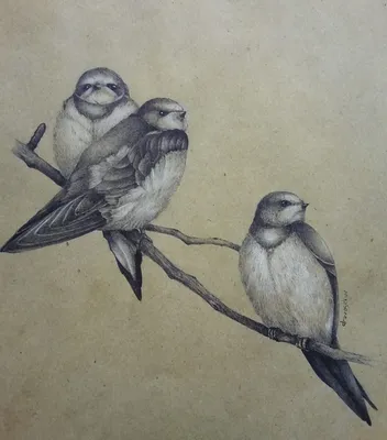 Жар птица рисунок карандашом легкий - 63 фото