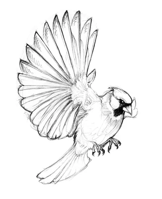 птица на ветки рисунок карандашом учимся рисовать поэтапно для детей -  Изостудия ВЕСЕЛЫЕ КАРАНДАШИ