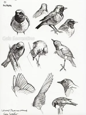 Наброски птиц рисунок - 46 фото