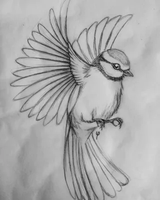 Уроки рисования. Как нарисовать птицу карандашом | Art School - YouTube