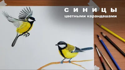 Райская птица цветными карандашами. Поэтапный урок рисования для взрослых и  детей. | Рисуем вместе | Дзен