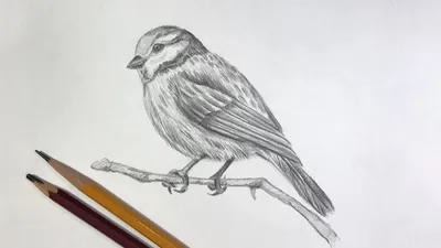 картинки птиц карандашом