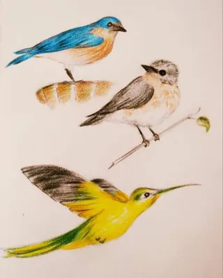 Птицы | Пикабу