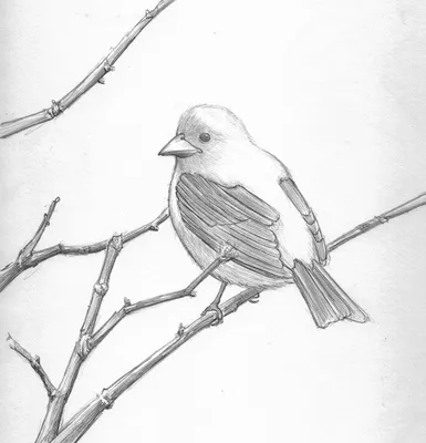 Рисунок птицы карандашом - 57 фото