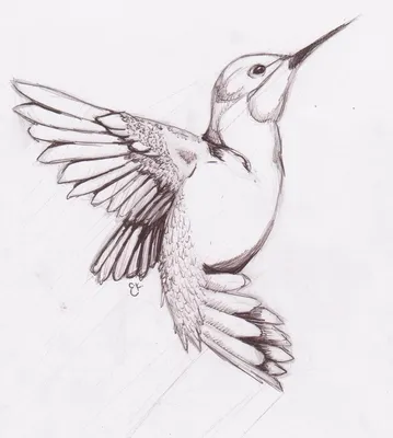 Рисунки простым карандашом птицы для начинающих (48 фото) » рисунки для  срисовки на Газ-квас.ком