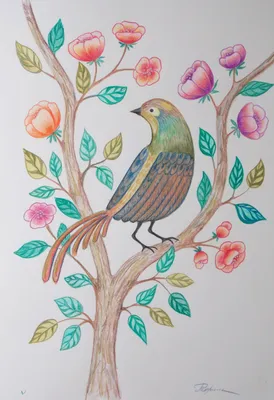Кукушка иллюстрации карандаша. Сидит птица леса нарисованная карандашом  Стоковое Изображение - изображение насчитывающей перо, птиц: 198344941