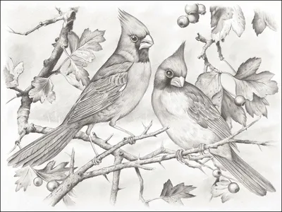 Рисунок птицы зимние карандашом - 67 фото