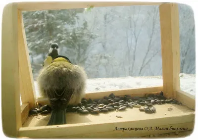 Смастери «Птичью столовую» для зимних пташек – получи приз! – Астраханский  биосферный заповедник