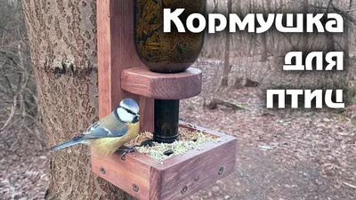 Кормушка для птиц уличная Арт Кормушка "Бинокль" - «Прозрачная кормушка на  окно радует и птичек, и людей. Эстетично, интересно, и с пользой для  природы. + Видео птиц на кормушке» | отзывы