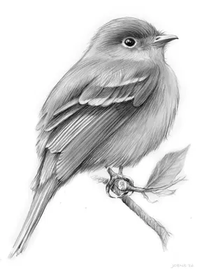 Птиц нарисованные карандашом картинки