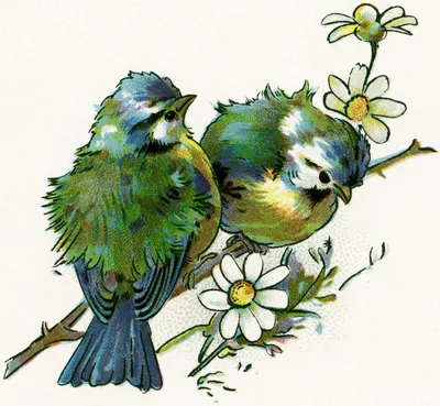 Нарисованные птицы - красивые фото