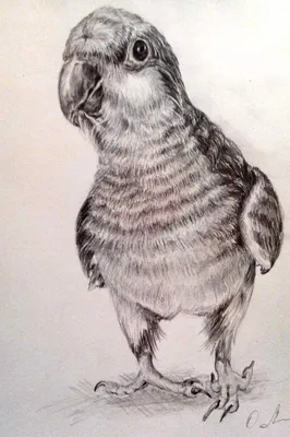 Птиц нарисованные карандашом #34