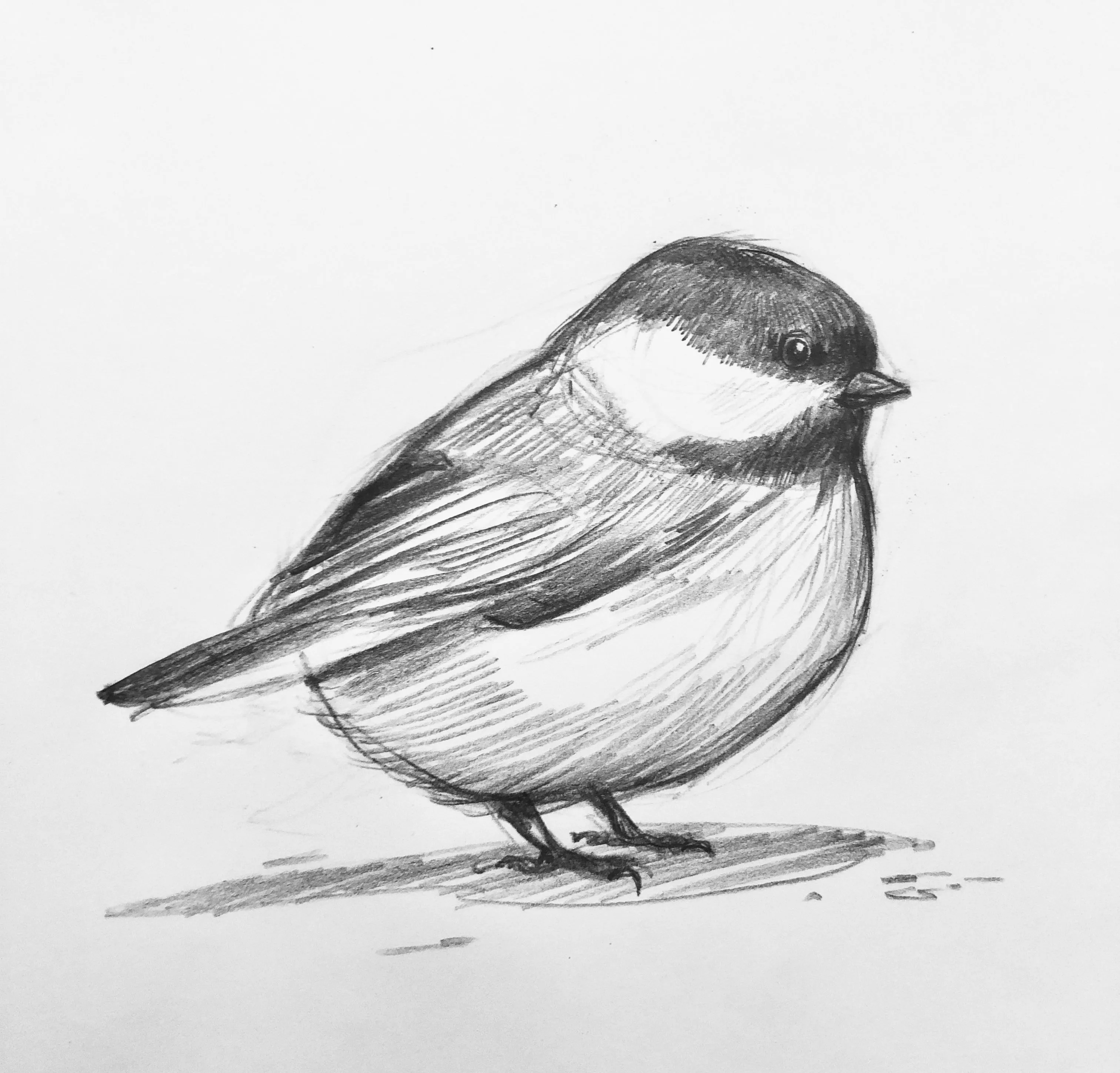 Рисунок птиц карандашом легкие. Птица карандашом. Птичка рисунок карандашом. Картинки птиц карандашом. Нарисовать птицу карандашом.