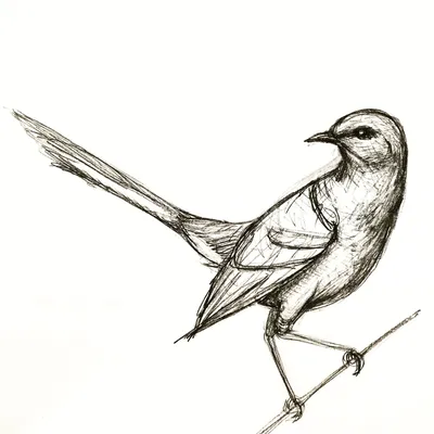 Картинки птиц для срисовки - 59 фото