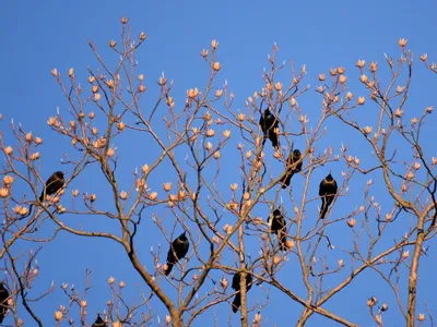 Какие птицы прилетают весной: 15 видов с фото | Маленькие открытия | Дзен