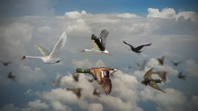 Перелетные птицы возвращаются в Казахстан: 15 живописных фото - ,  Sputnik Казахстан